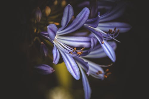 免费 紫色小花的选择性聚焦摄影 素材图片