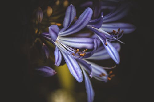 Selectieve Aandacht Fotografie Van Paarse Bloem