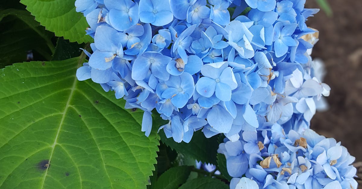 Free stock photo of blue, brick, flower