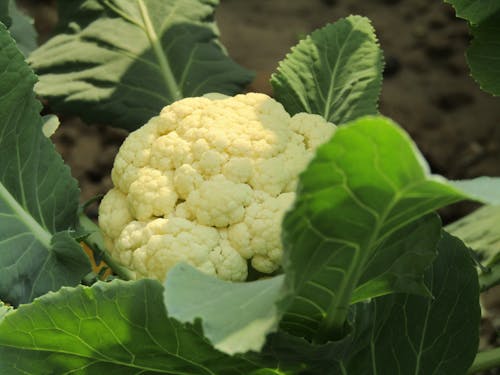 Free stock photo of cauliflower