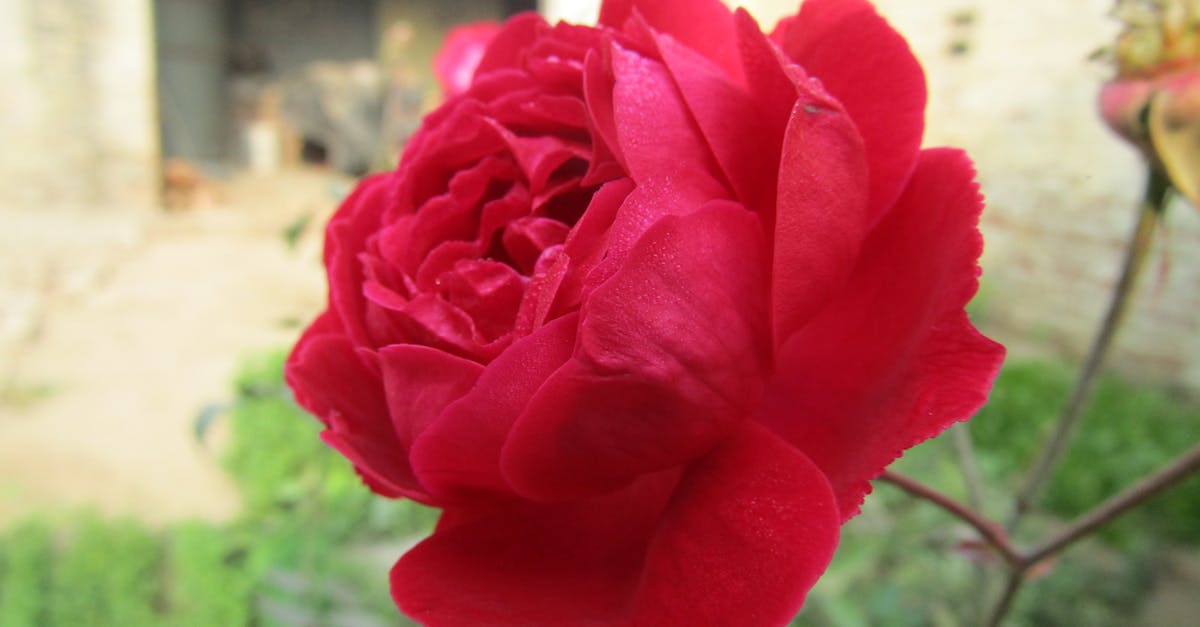 Free stock photo of #rose #roses #rosegold #prose #rosequartz #prosecc