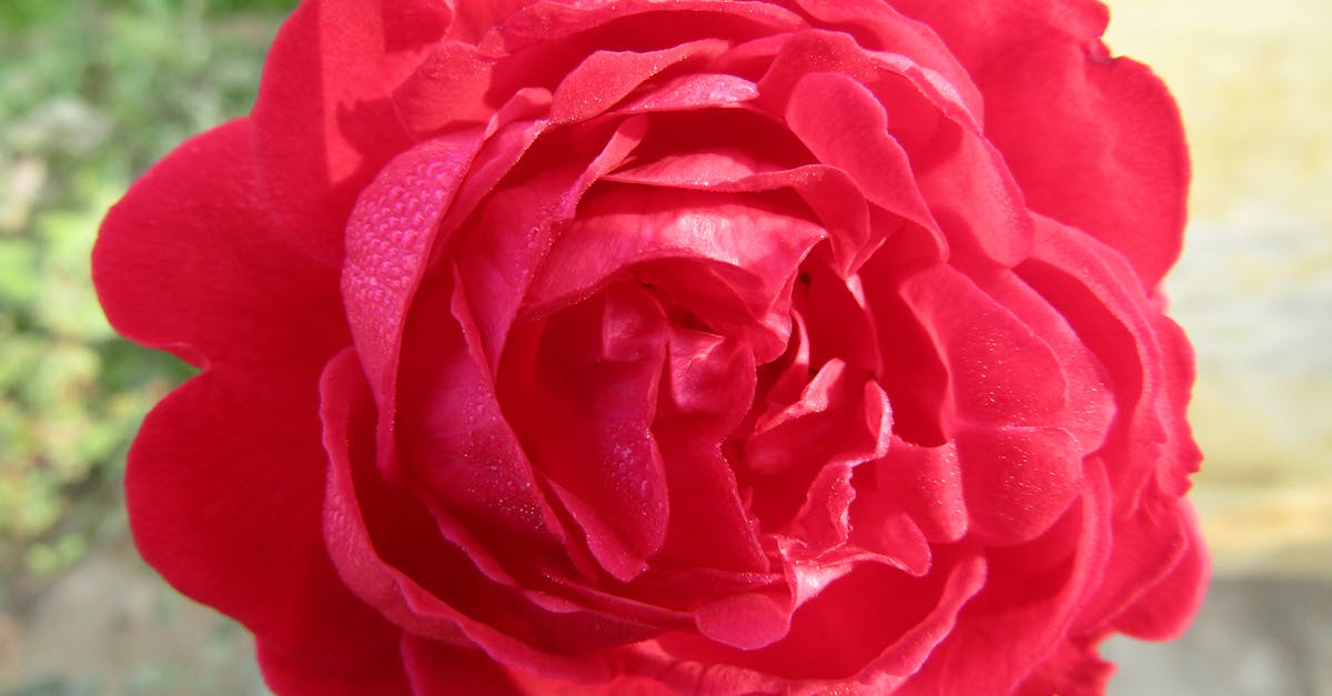 Free stock photo of #rose #roses #rosegold #prose #rosequartz #prosecc