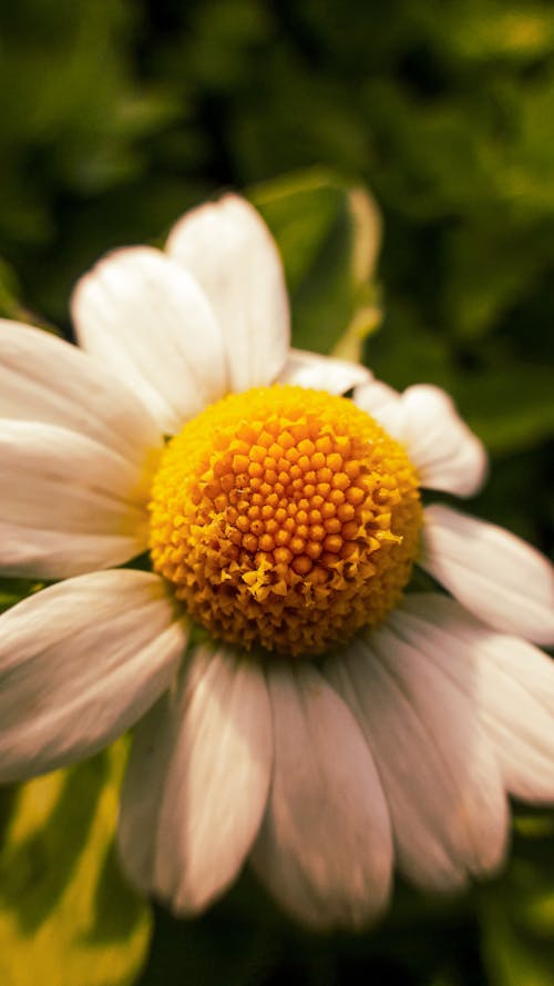 Free Gratis arkivbilde med blomsterfotografering, fin utsikt, følg Stock Photo