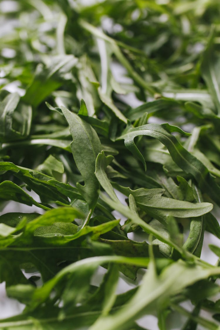 Fresh Arugula Leaves