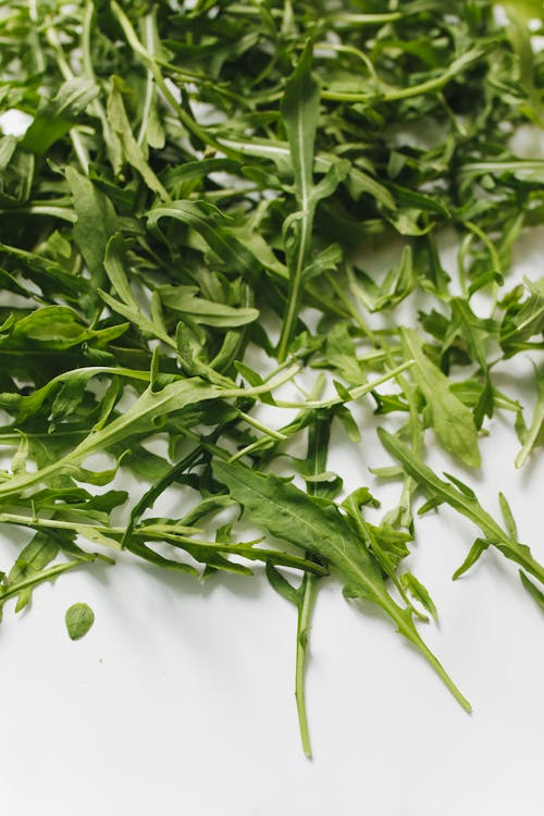 Can Dogs Eat Arugula? Everything You Need To Know