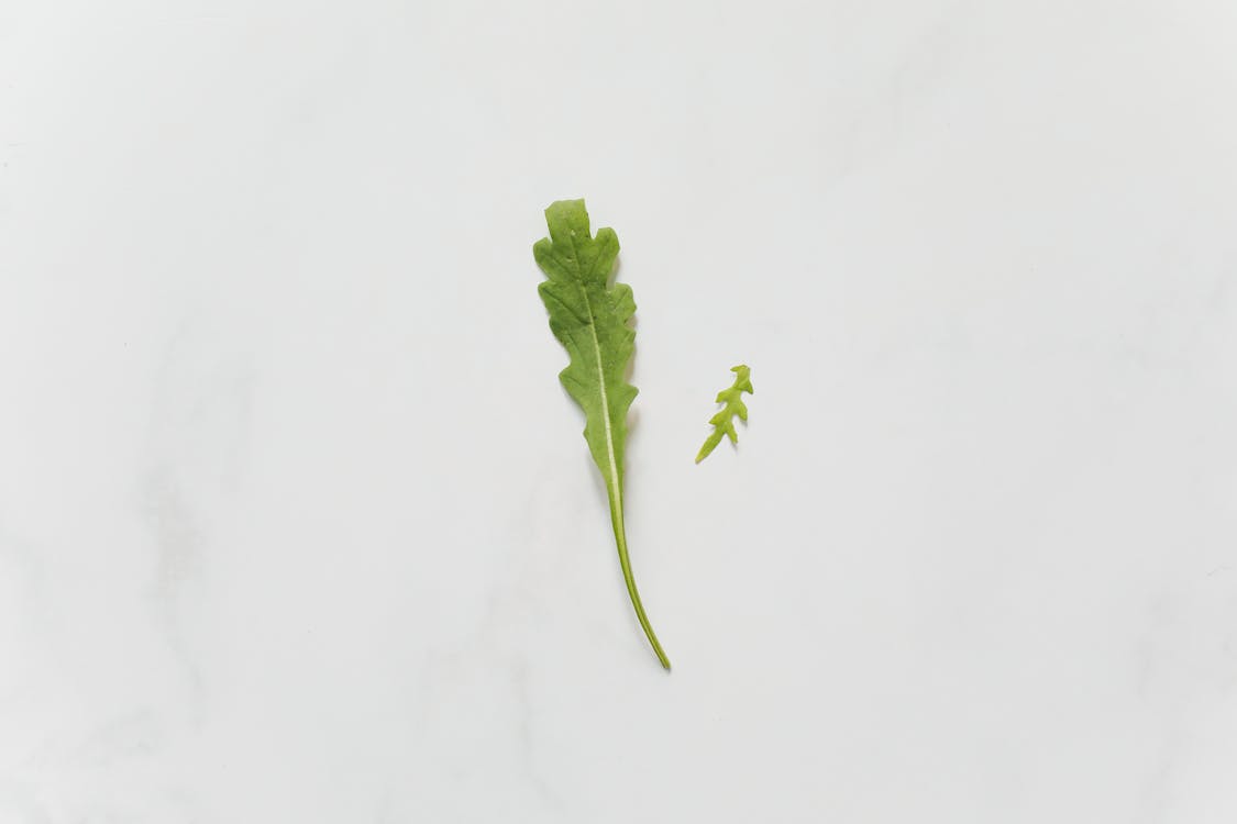 Close Up of Single Arugula Leaf
