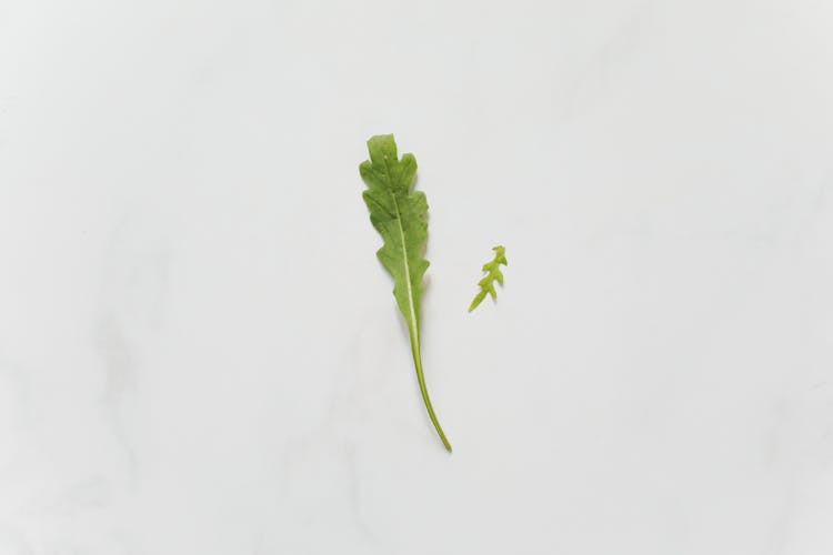 Close Up Of Single Arugula Leaf