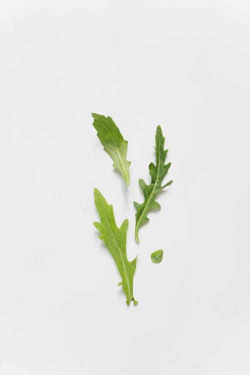 Arugula Leaves 