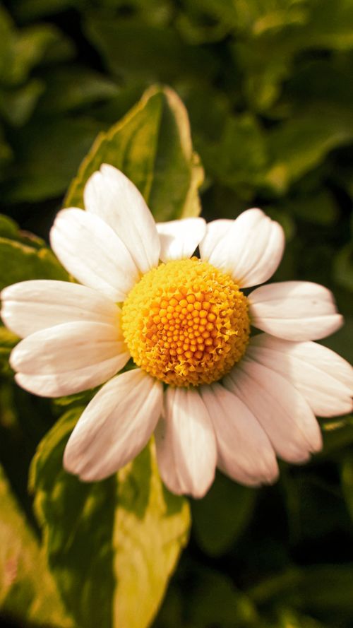 Free stock photo of beautiful, beautiful flower, beautiful flowers Stock Photo