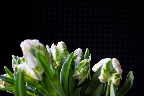 Free Bouquet of white buds of flowers on green stems with leaves placed against black background Stock Photo