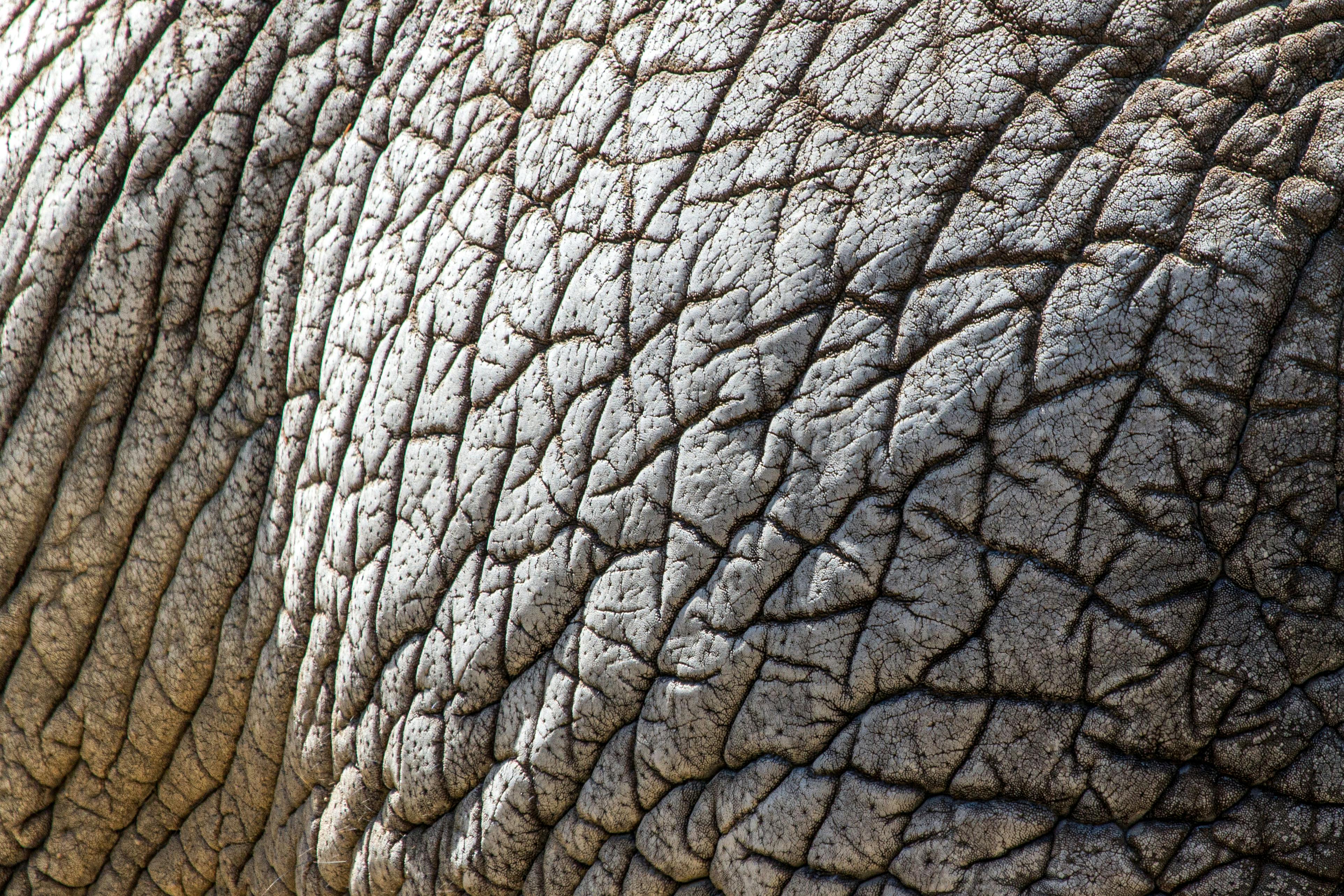 Close-up of an elephant's skin.