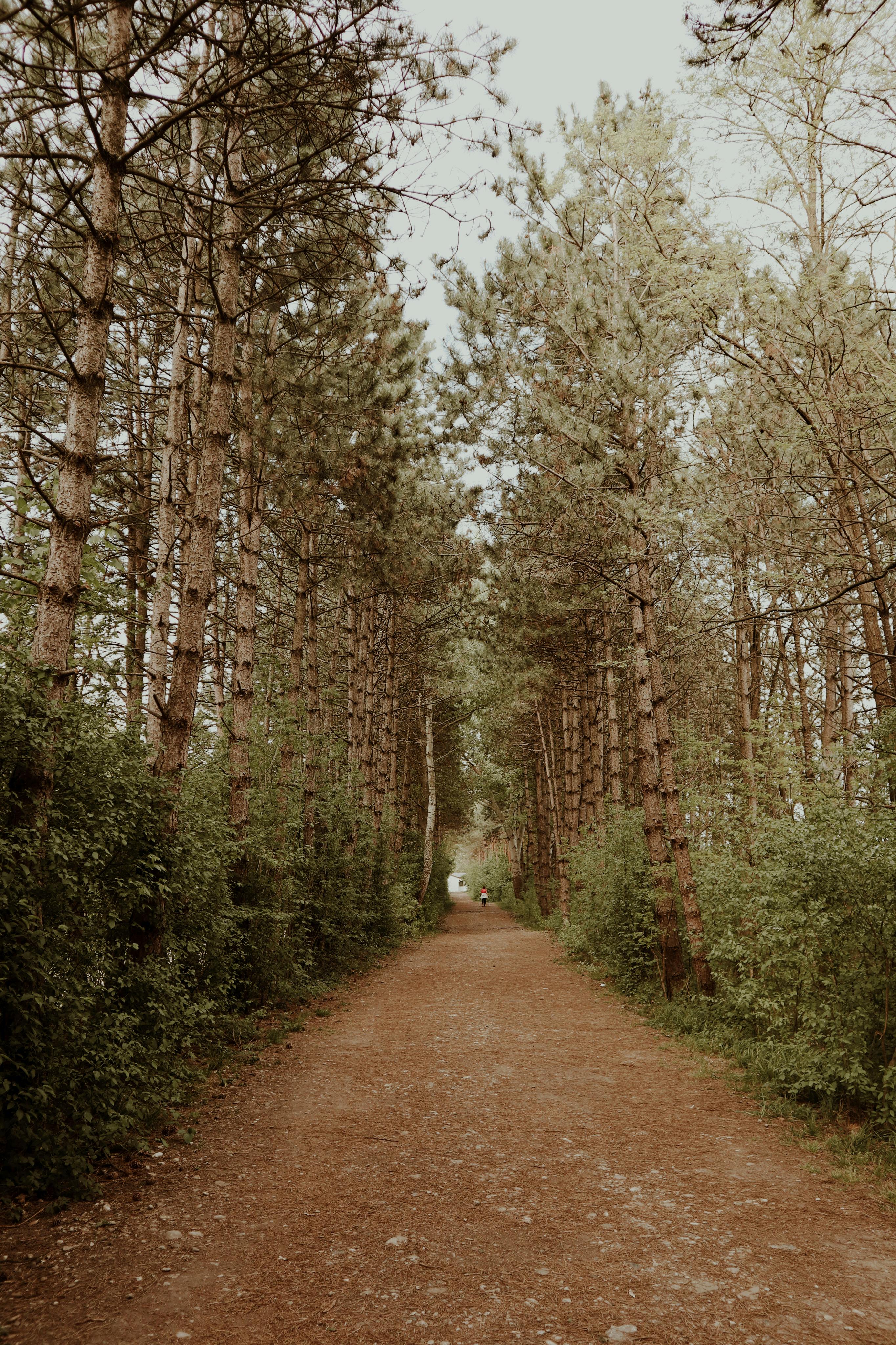 Walkway through tall trees in forest · Free Stock Photo