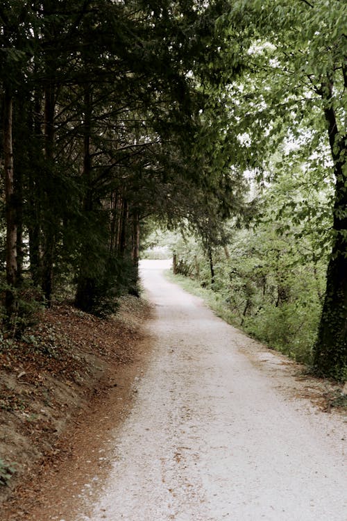 Narrow passage going between high green trees growing in woods in summer day