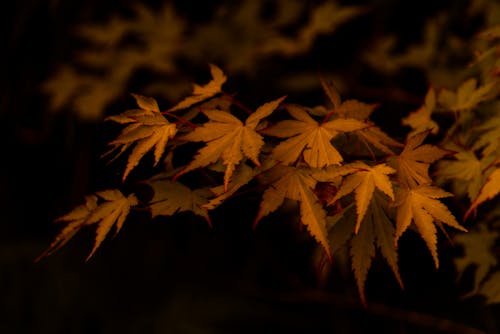 Free Autumn yellow leaves on branch of maple growing in nature on black background Stock Photo
