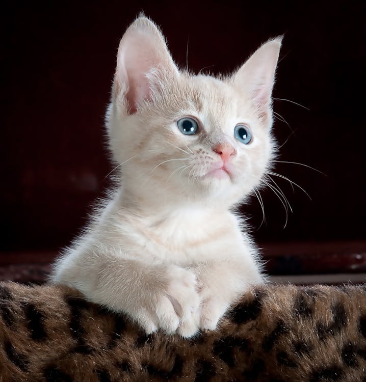 Free White and Grey Kitten on Brown and Black Leopard Print Textile Stock Photo