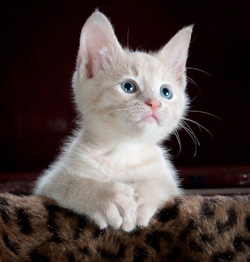 White and Grey Kitten on Brown and Black Leopard Print Textile