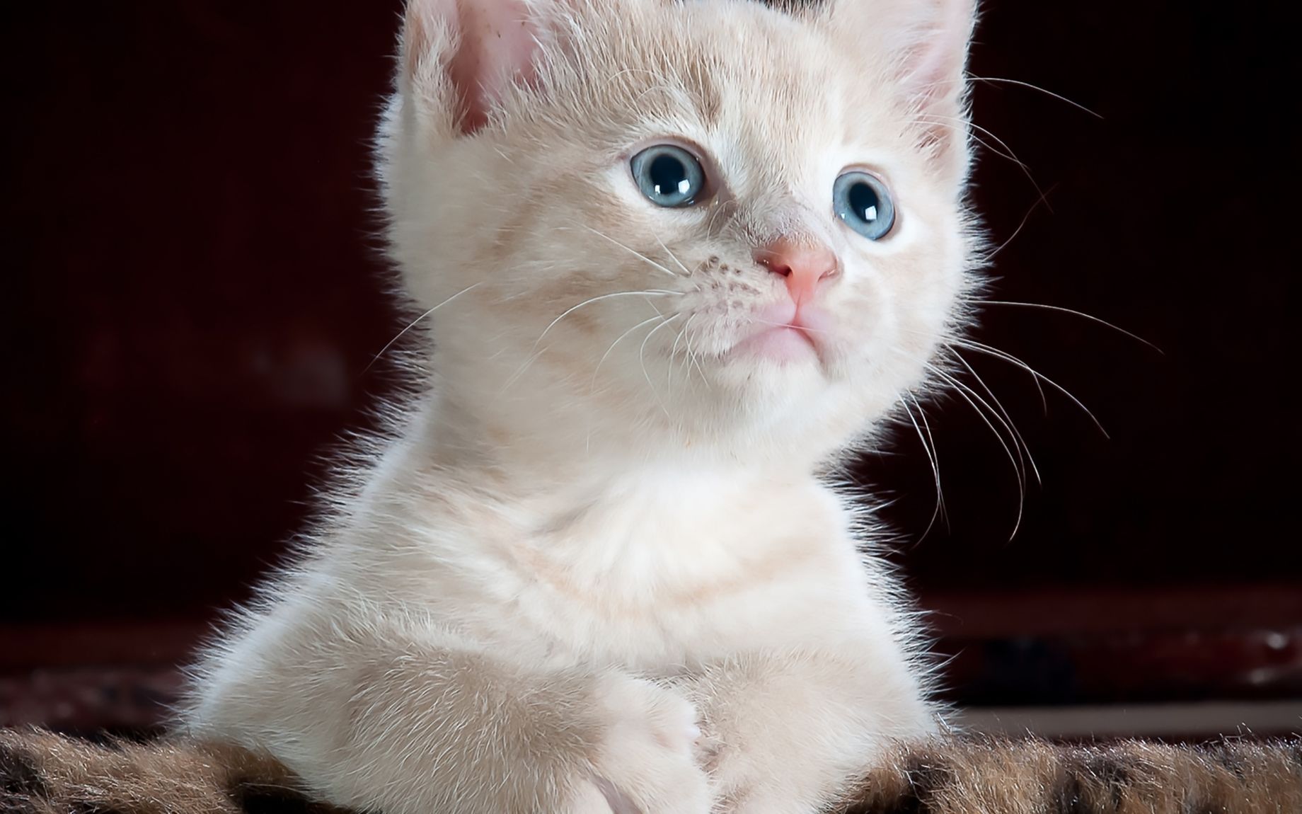 NEKOの内側、猫の目線から見た部屋