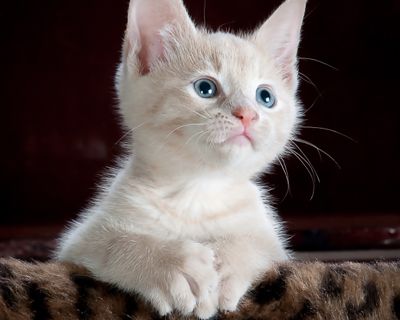Para gatos