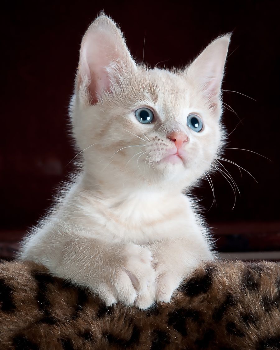 NEKOの内部を登る猫