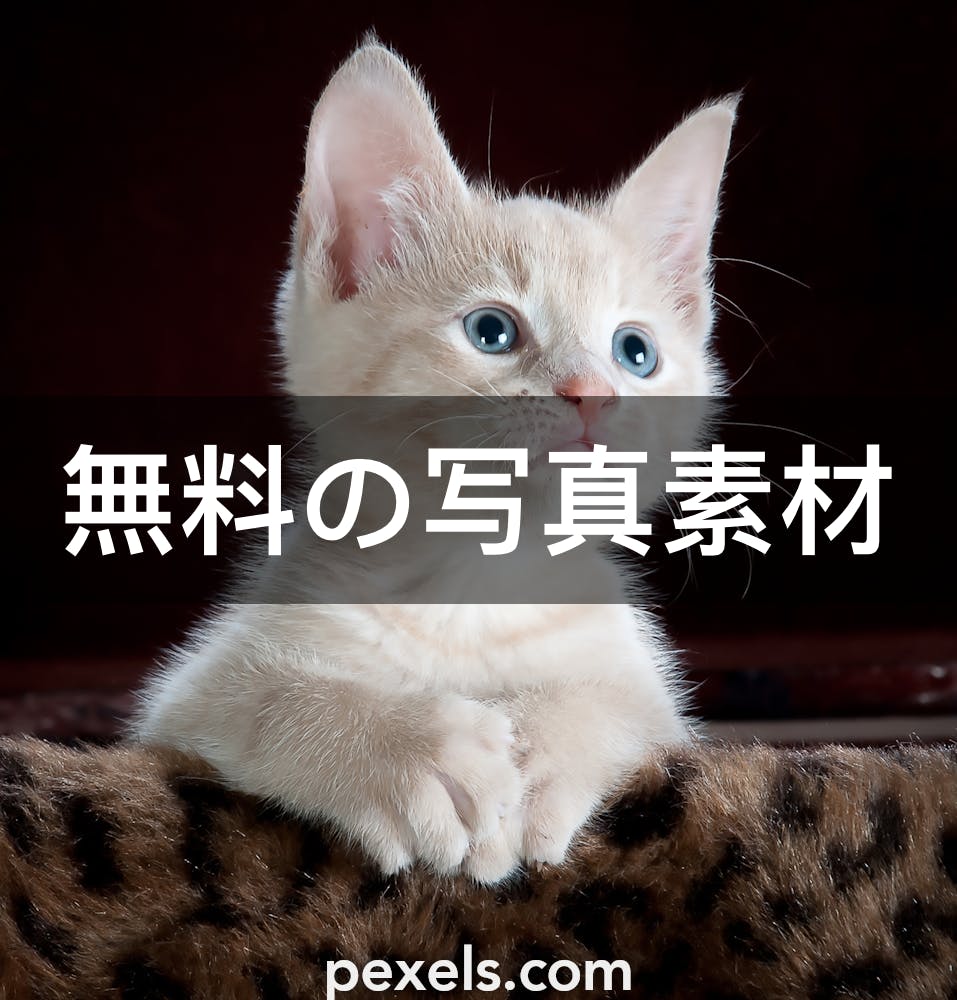 875 990 以上の無料可愛い猫画像