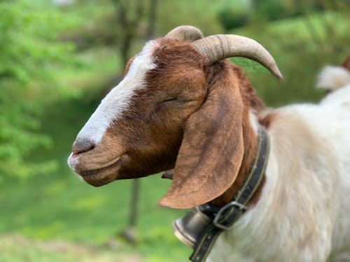 Side view of fluffy goat with closed eyes in collar with bell standing in green valley