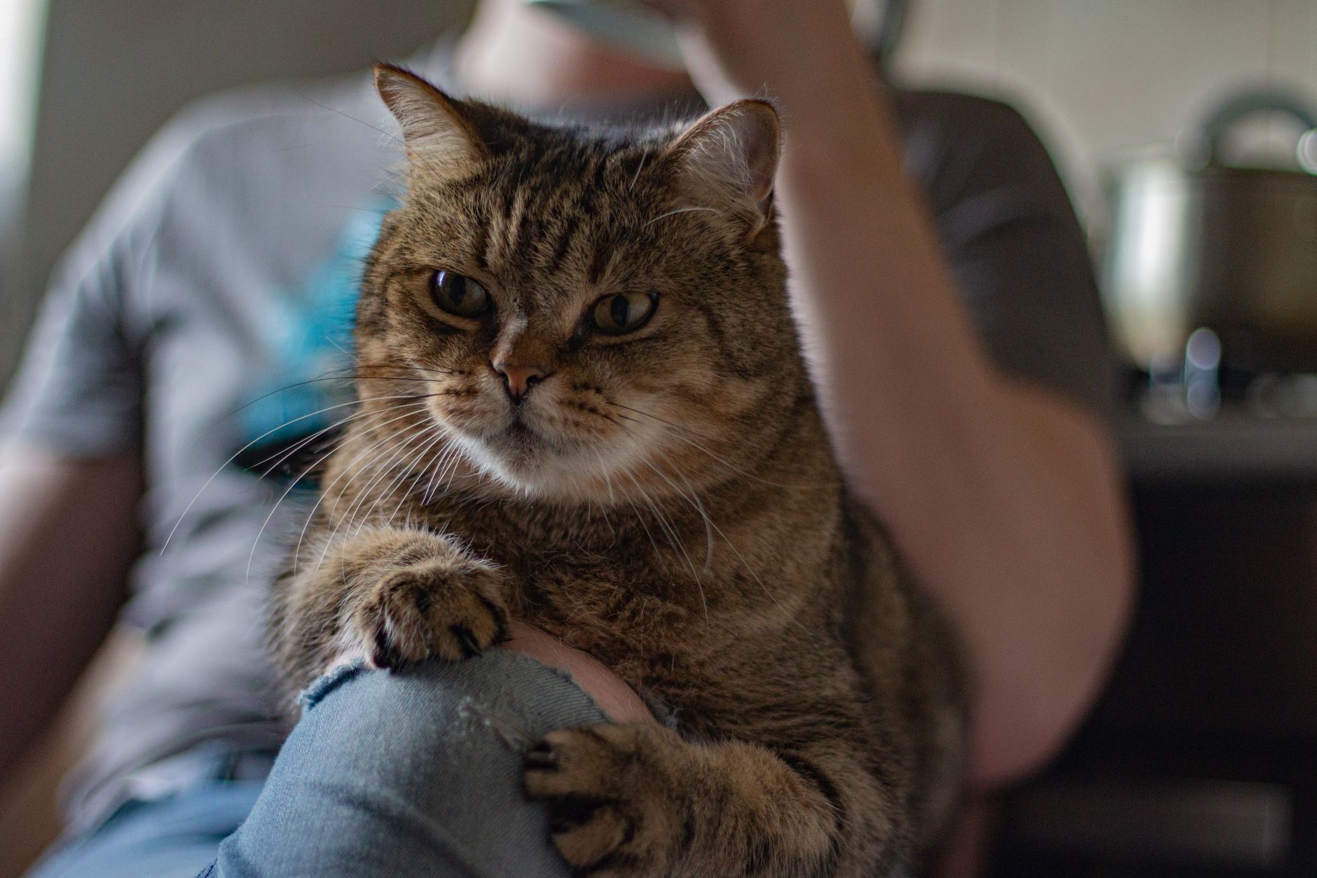 A cat undergoing diagnostic blood testing at a veterinary clinic