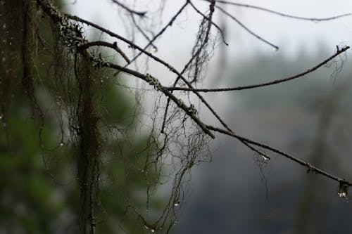 Ilmainen kuvapankkikuva tunnisteilla abstrakti, biologia, bokeh