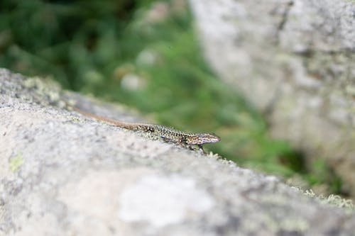 Foto d'estoc gratuïta de animal, animals, arbre