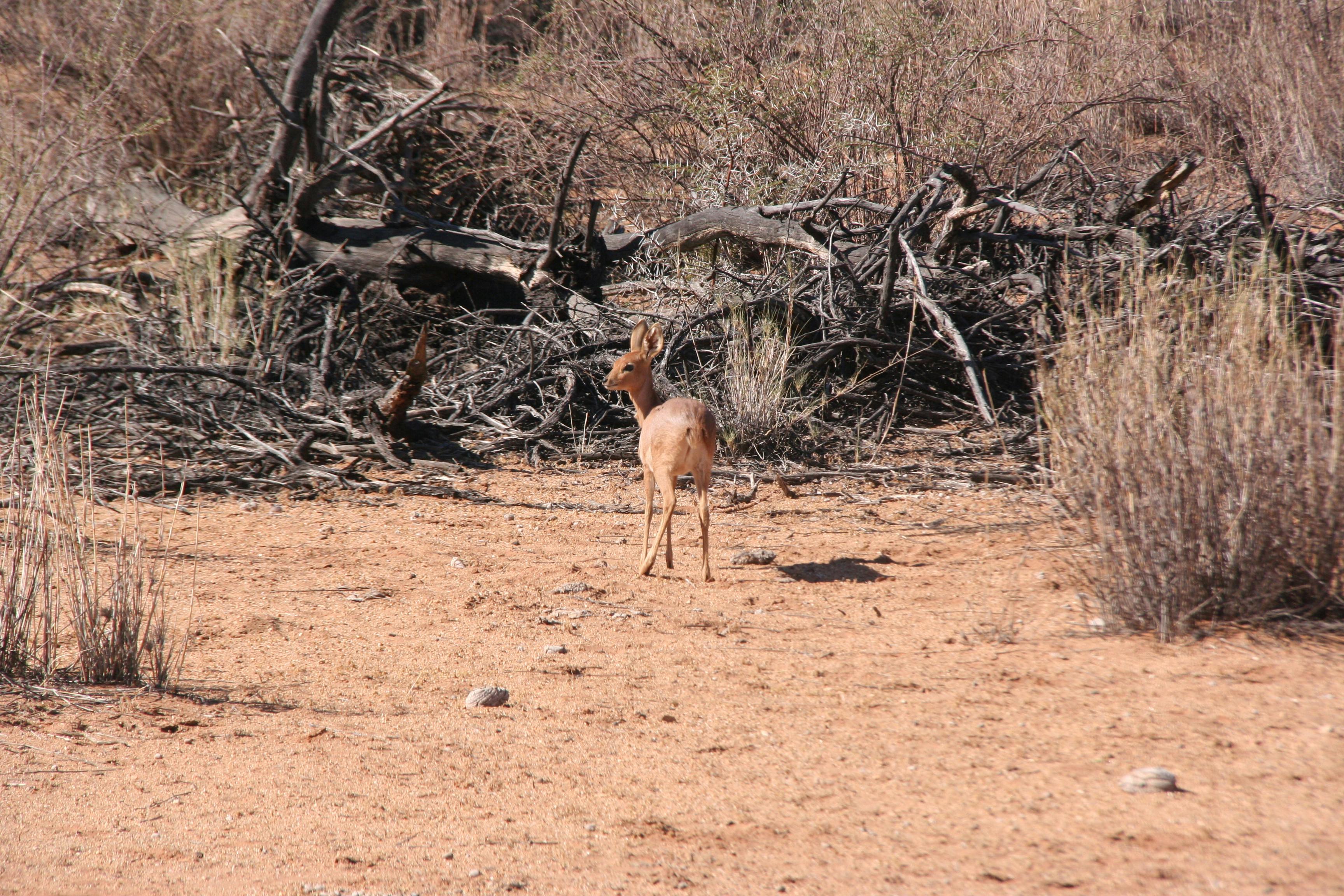 Free stock photo of Steenbok impala Namibia
