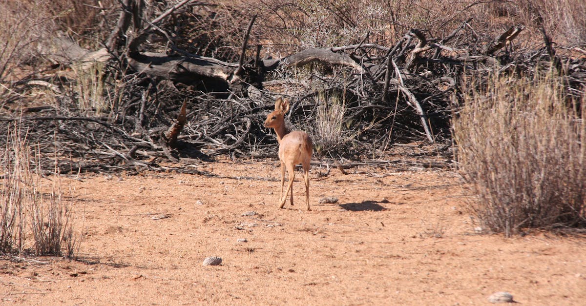 Free stock photo of Steenbok impala Namibia