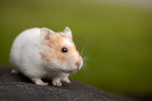 Macro Photo of Cute Hamster