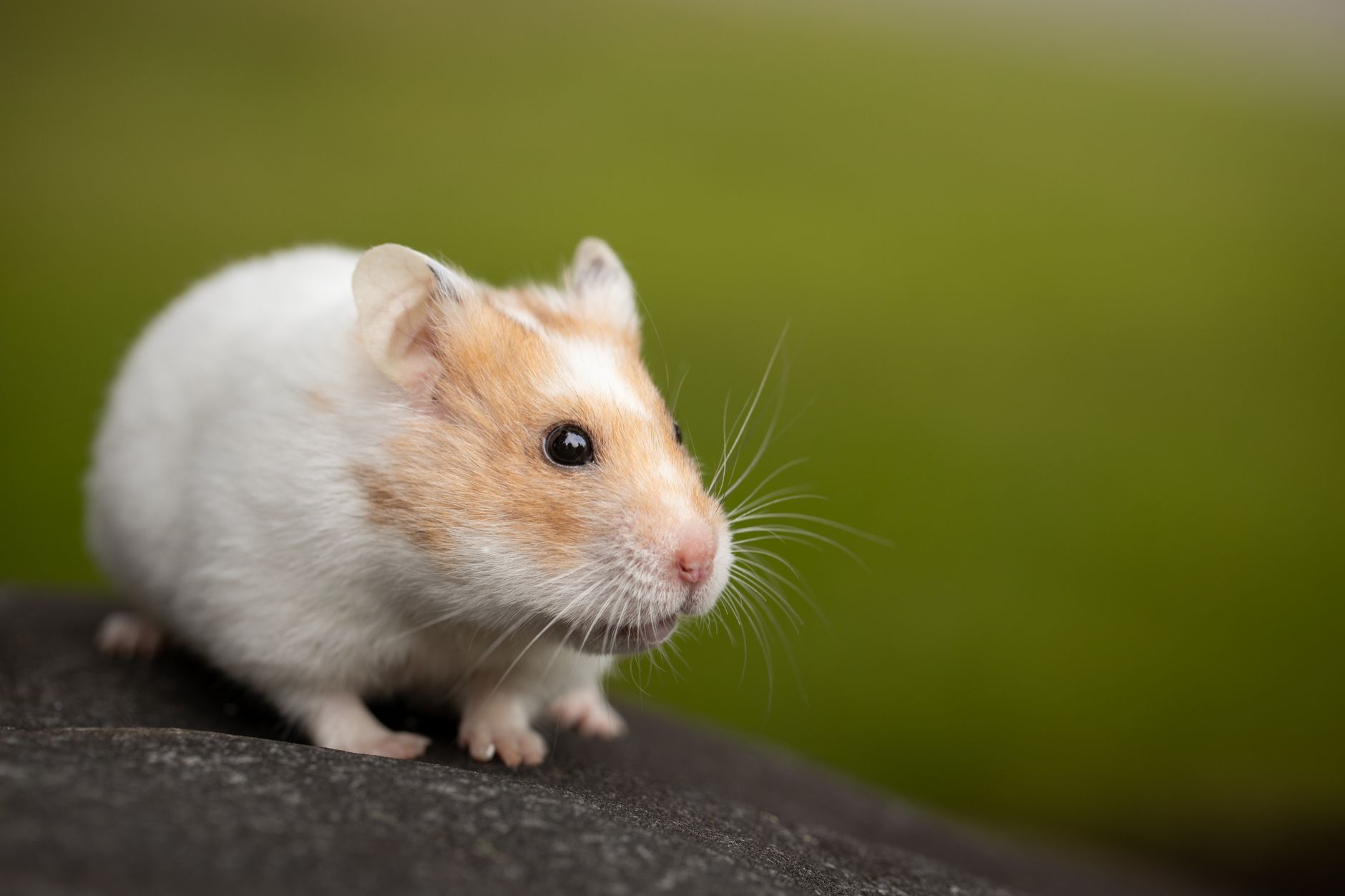 Portrait of a hamster at a veterinary clinic