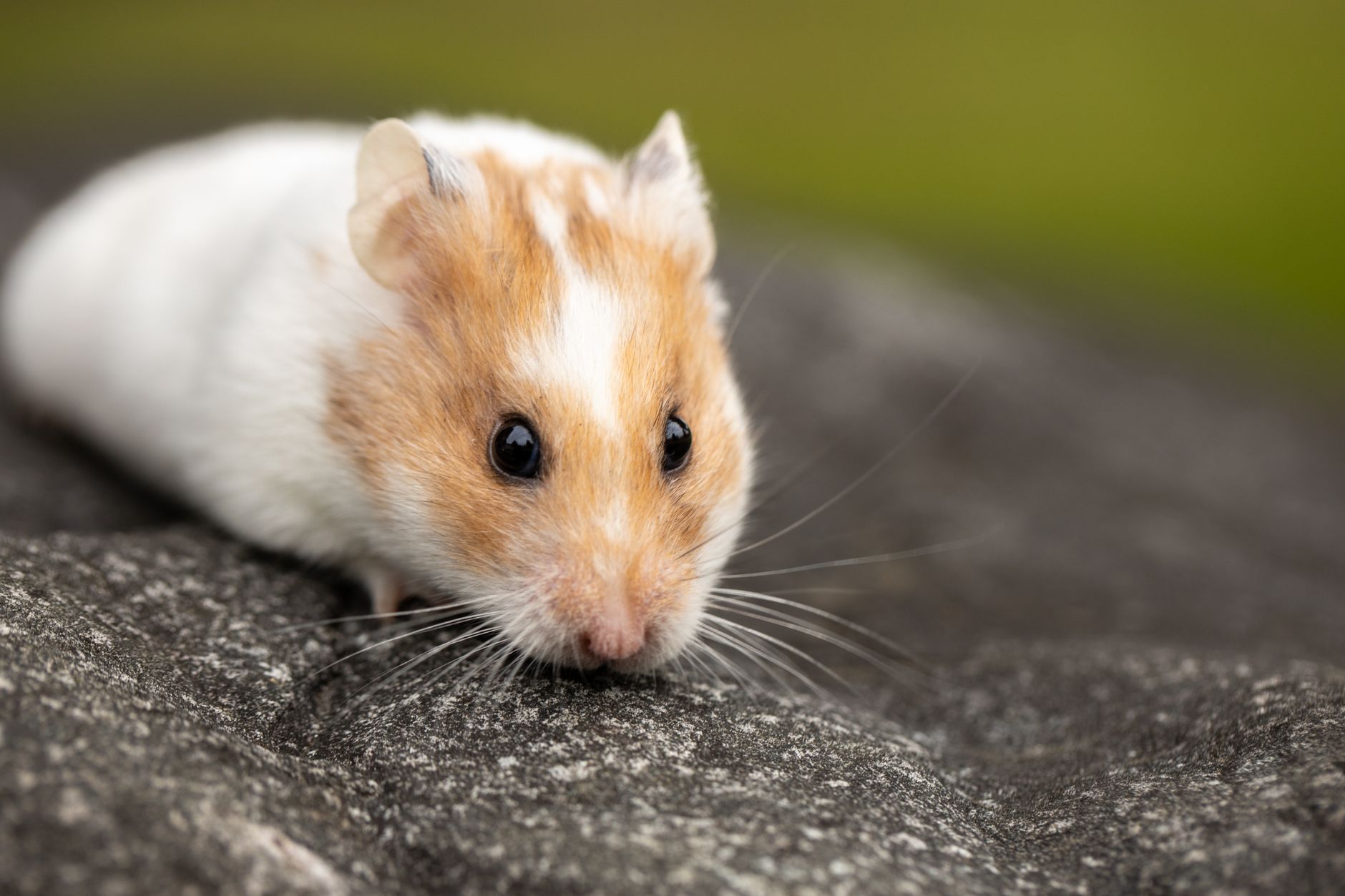 Veterinary care for a hamster