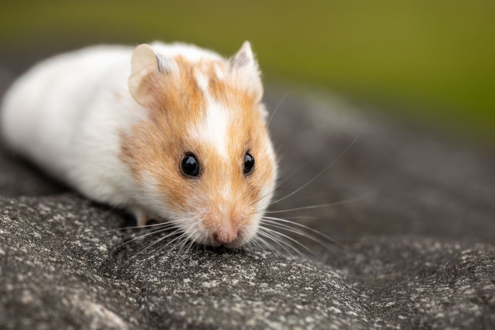 Guinea Pig vs Hamster: Which Pet Fits Your Life? - 3