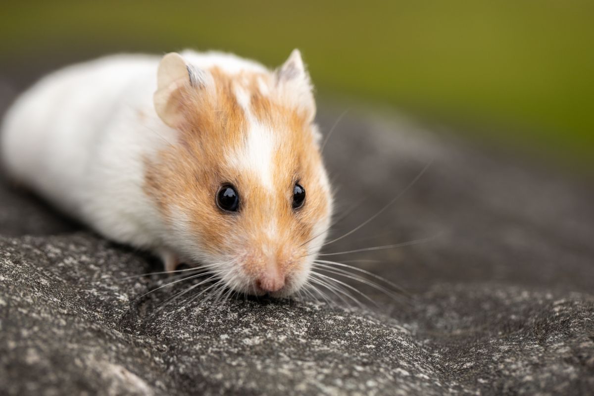 Orange and white hamster Peanut standing on a stone