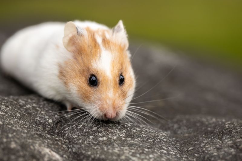Orange and white hamster Peanut on a stone