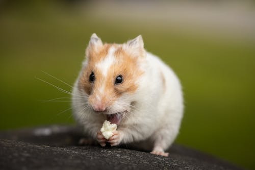 Close Up Photo of Fluffy Hamster