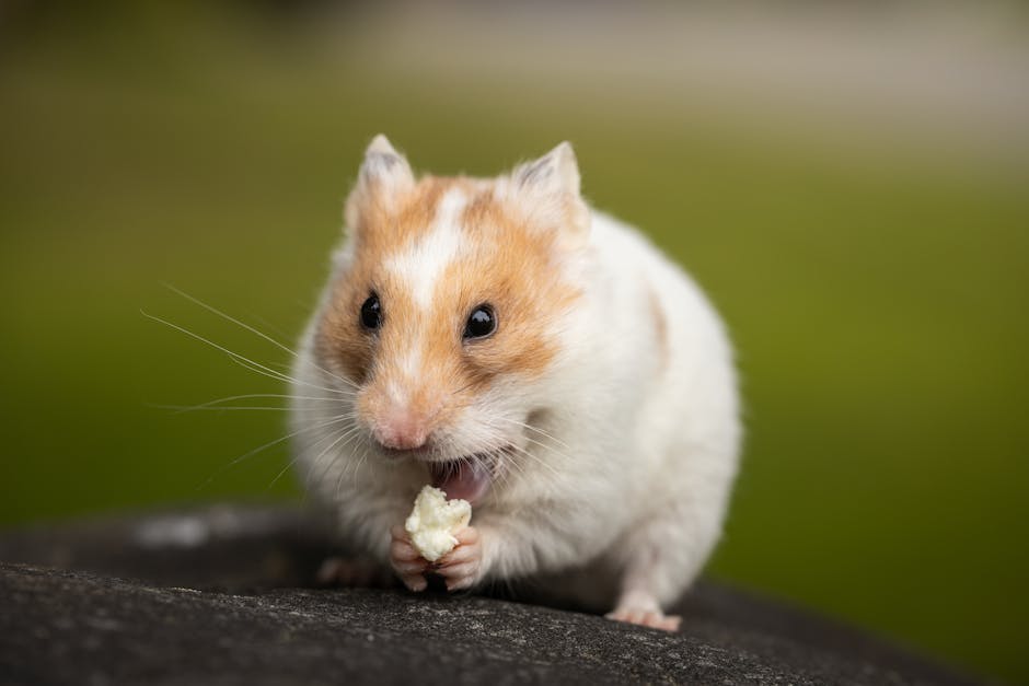 Nutritional Requirements for hamster