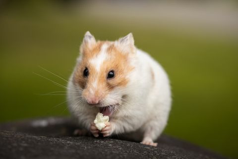 How to Clean a Hamster Sand Bath: Safe Sand, 20 cm Dish, Depth