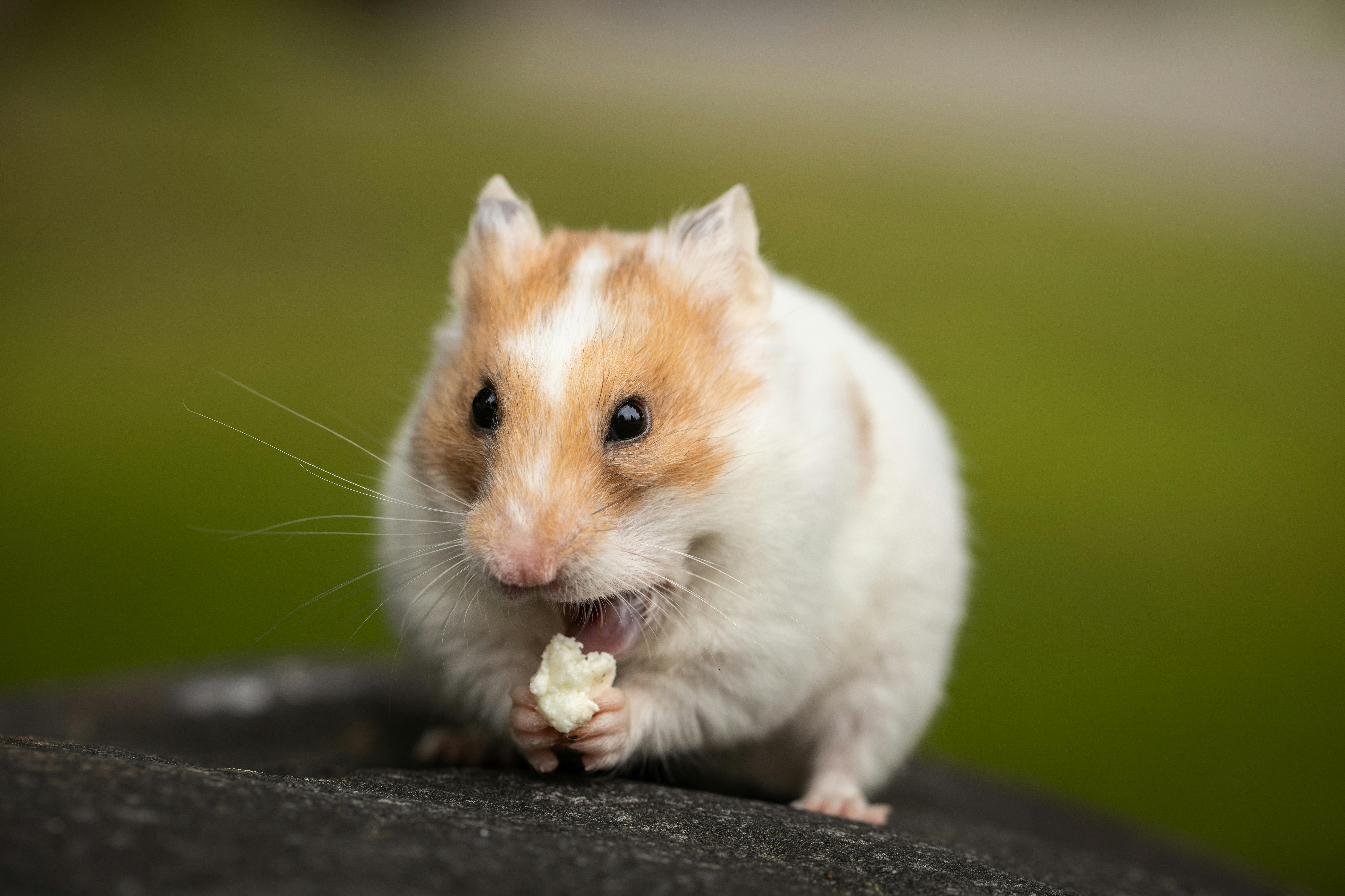 ソフトフォーカス ハムスター ふわふわ 動物の写真 可愛い 閉じる 齧歯類の無料の写真素材