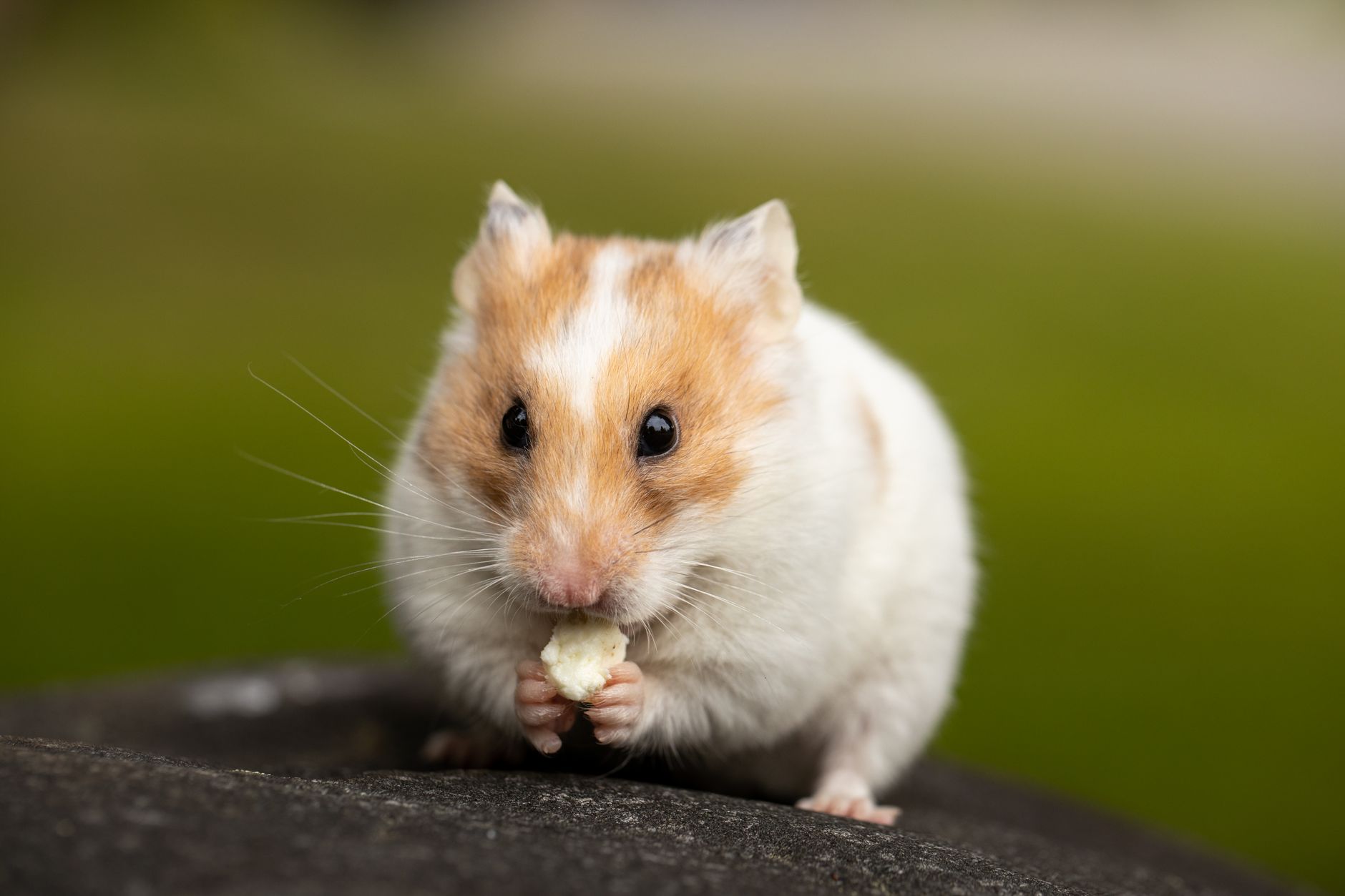 Veterinarian examining a hamster during a checkup