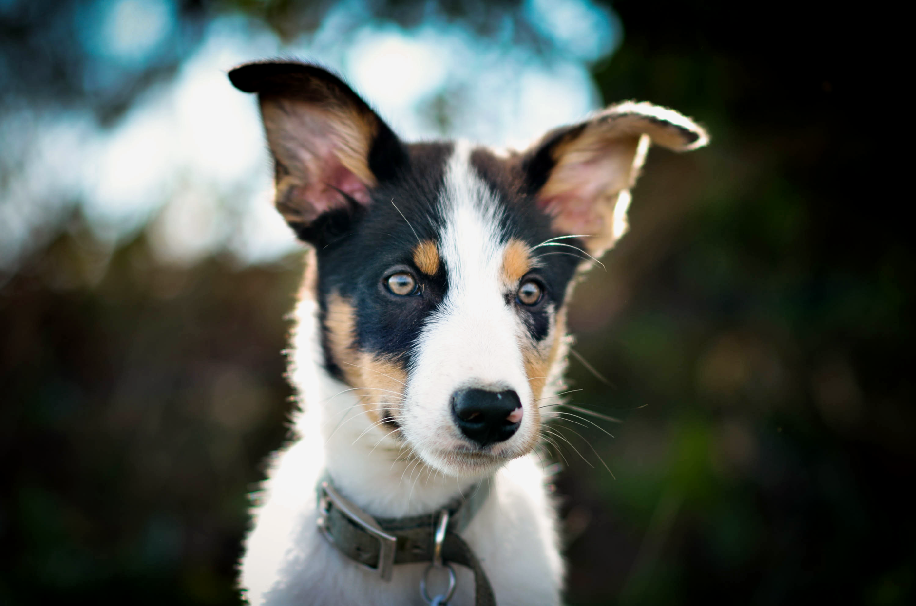 Veterinary care for a dog