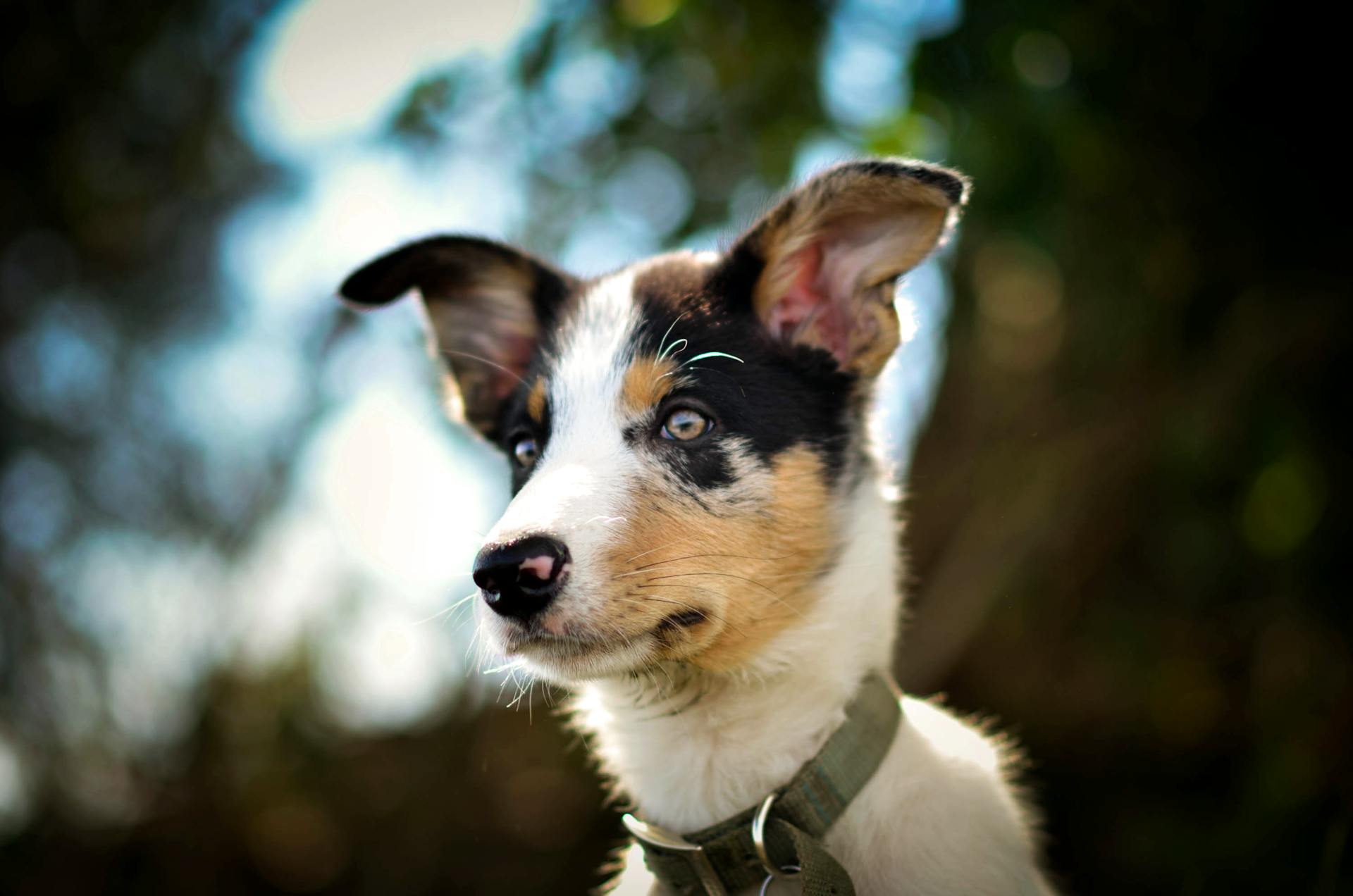 En Merle Border Collie med ett halsband