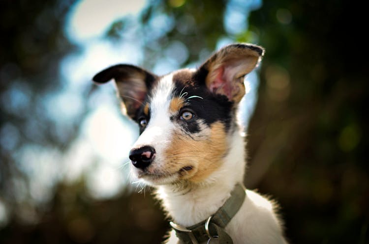 A Merle Border Collie Wearing A Collar