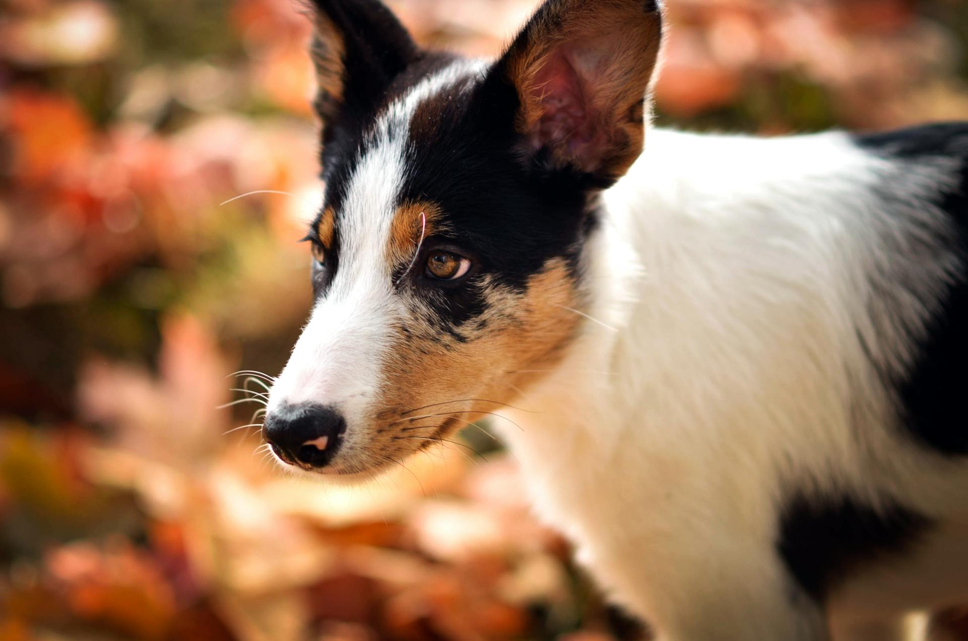 A Merle Border Collie Wearing a Collar