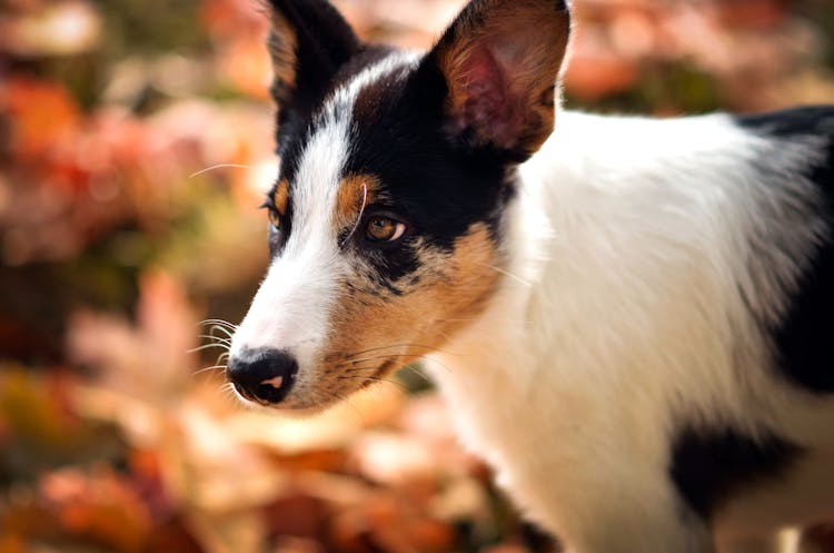 A Merle Border Collie Wearing A Collar