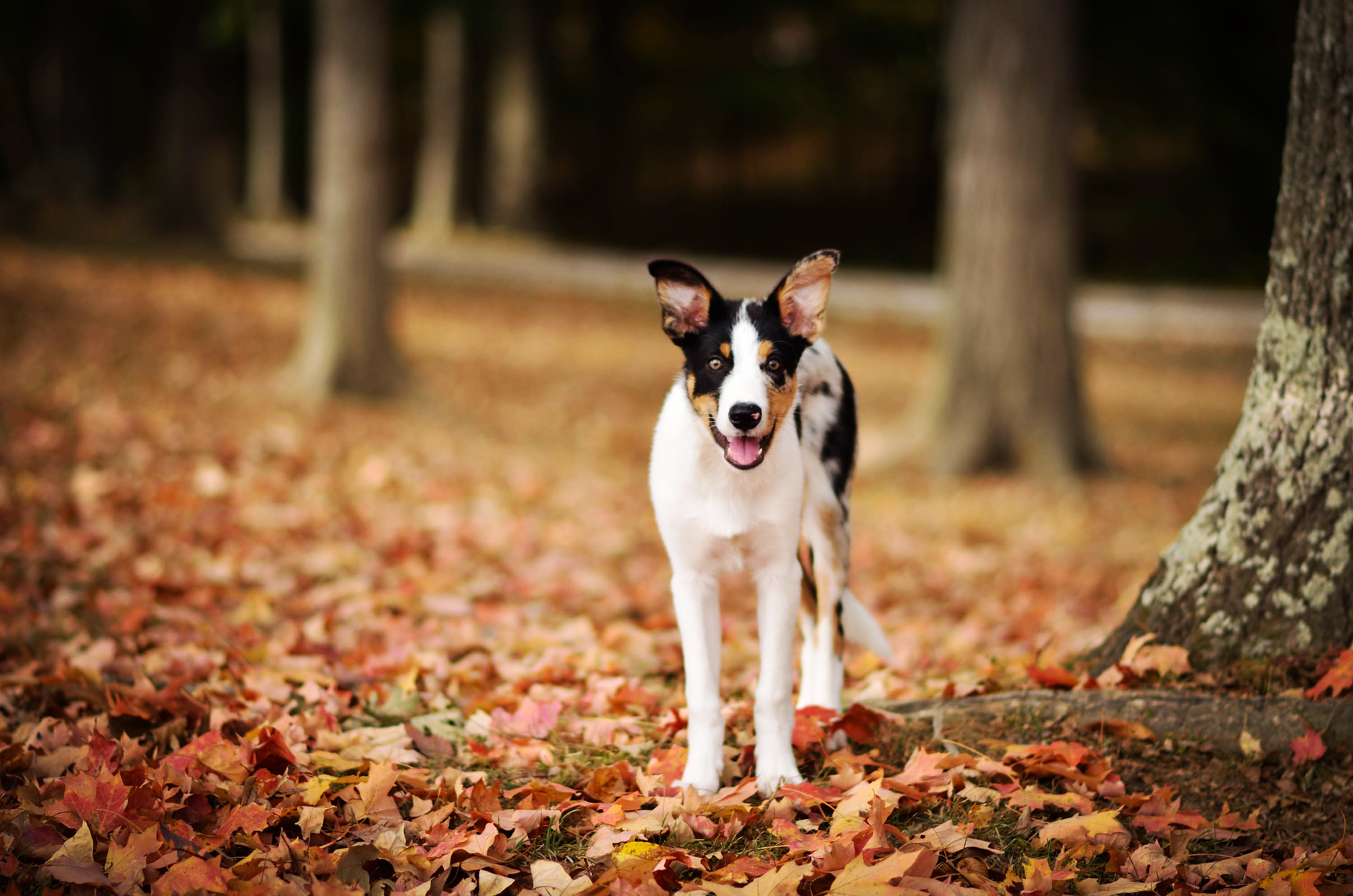 Border Collie enjoying a fall day surrounded by colorful leaves.