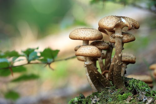 Close Up Foto Van Mushroom Overdag