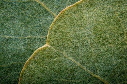 Green leaf with white streaks