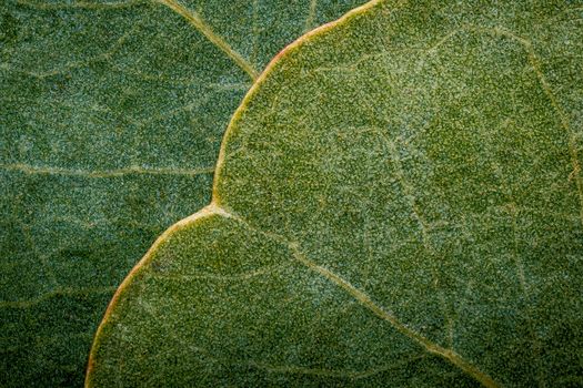 Green leaf with white streaks